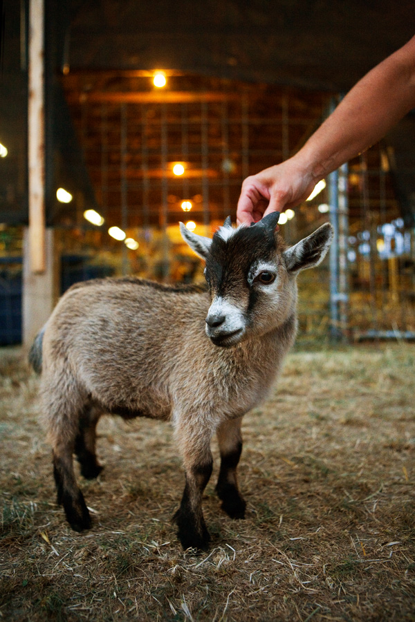 pygmy goat