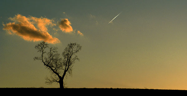 Lone Tree