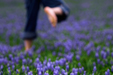 A Field of Grape Hyacinth (<i>Muscari botryoides</i>)