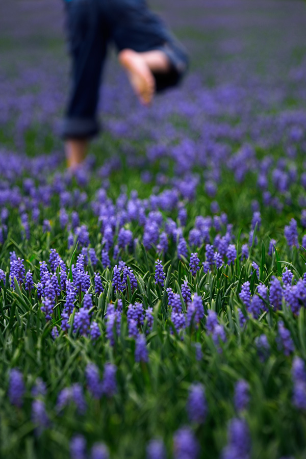 A Field of Grape Hyacinth (<i>Muscari botryoides</i>)