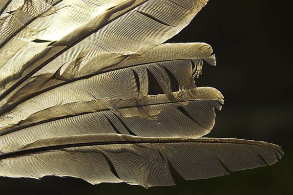 Small Bird Feathers