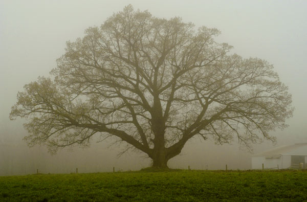 Old Oak