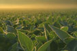 Morning Soybean Leaves