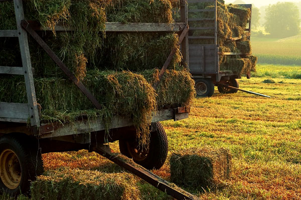 Fresh Hay