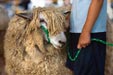 Leicester Sheep at the 4-H Sheep Show