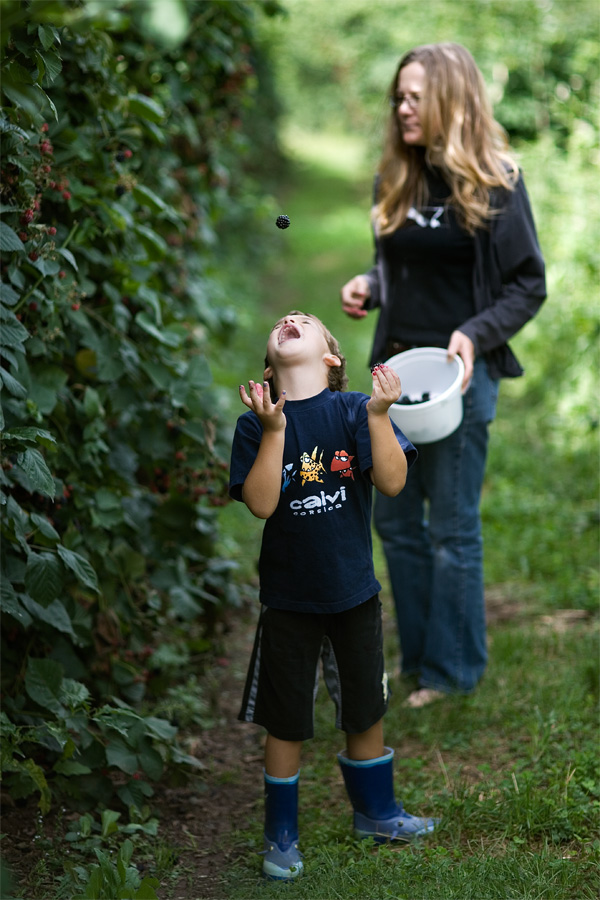 Blackberry Picking