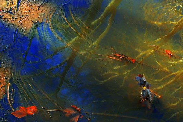 Delaware River Mud & <i>Platanus acerifolia </i>Reflection