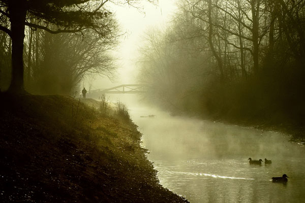 Bridge, Man, Pine, Canal, Ducks