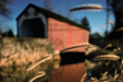 Foxtails at the Erwinna Covered Bridge