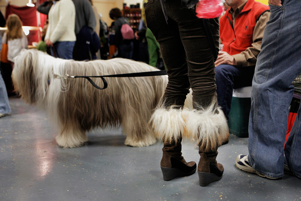 Polish Lowland Sheepdog & Owners (Westminster Kennel Club Show, NYC)