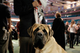 A Mastiff Called Grant (Westminster Kennel Club Show, NYC)