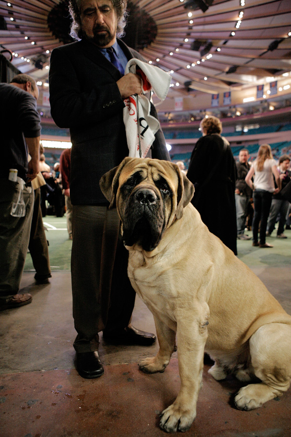 A Mastiff Called Grant (Westminster Kennel Club Show, NYC)