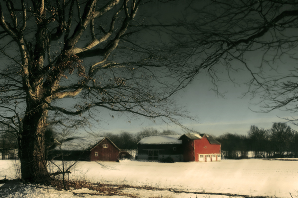 White Oak (<i>Quercus alba</i>) & Barns IV