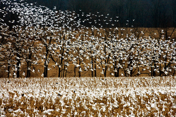 Greater Snow Geese II (<i>Anser caerulescens atlantica</i>)