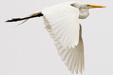 Great Egret (<i>Ardea alba</i>)