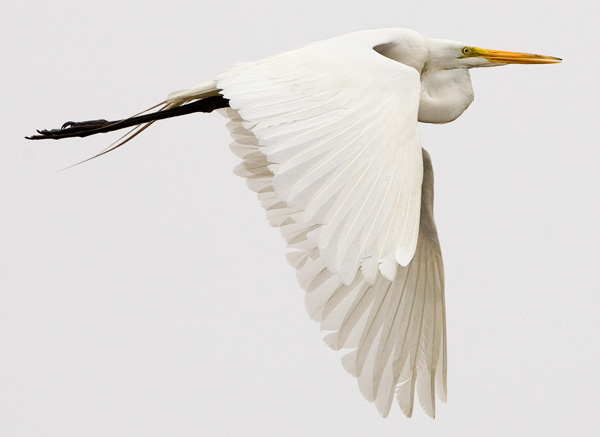 Great Egret (<i>Ardea alba</i>)