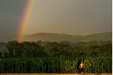 Rainbow in a Cornfield, 7:40 p.m.