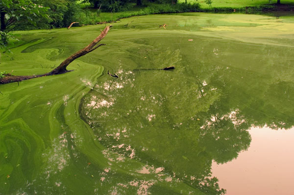 Pond Algae