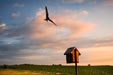 Tree Swallow (<i>Tachycineta bicolor</i>) at Sunset