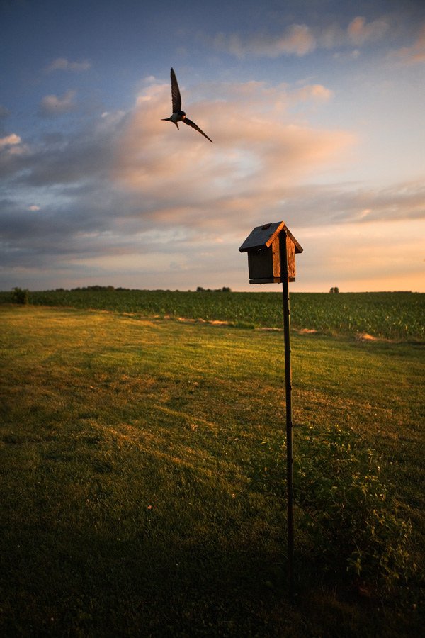 Tree Swallow (<i>Tachycineta bicolor</i>) at Sunset