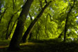 Trees Leaning Toward the Delaware River