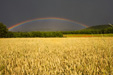 Wheat Field & Rainbow