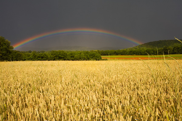 Wheat Field & Rainbow