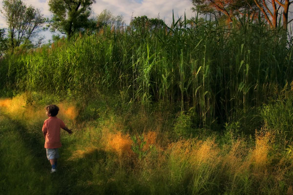 Near the Reeds