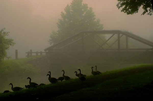 Downhill Geese