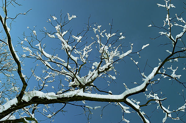 Snow Covered Branch