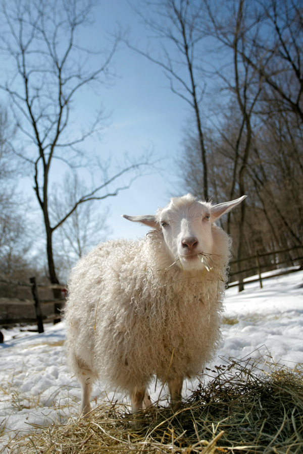 Cashmere Goat