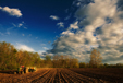 Jakey Planting Corn Before Sunset