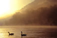 Canada Geese on the Delaware River