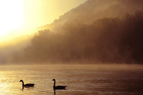 Canada Geese on the Delaware River