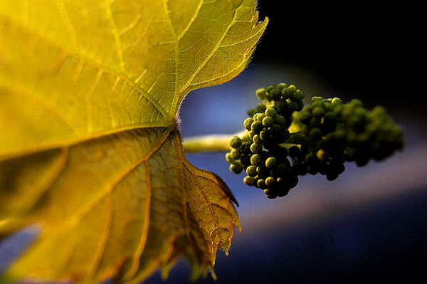 Newly-Formed Wild Grape Cluster