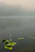 Lake Towhee Lily Pads