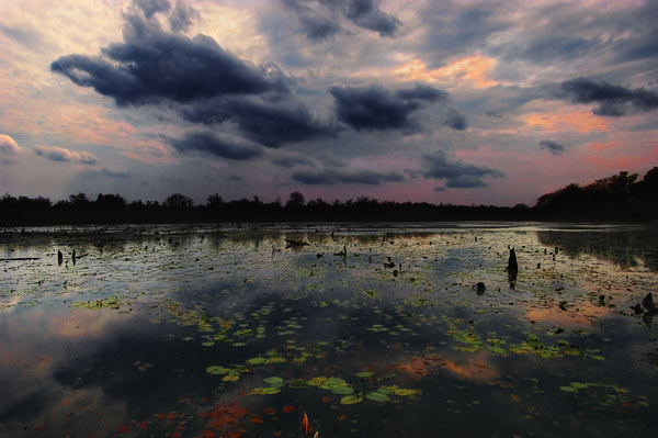 Wetland in Wyoming County, Pennsylvania