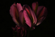<i>Tulipa viridiflora</i> 'Nightrider'