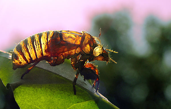 17-Year Cicada Nymph Shell