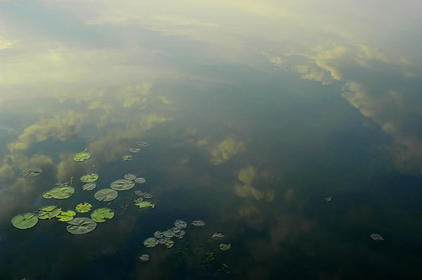 Lily Pads and Clouds