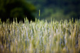 Wheat Field