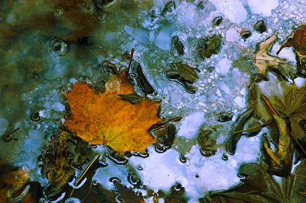 Oily Water & Leaf