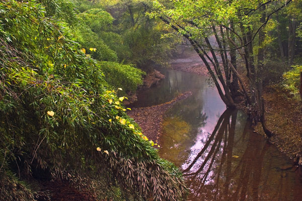 Bamboo & Creek
