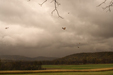 Falling Leaves, Afternoon Storm