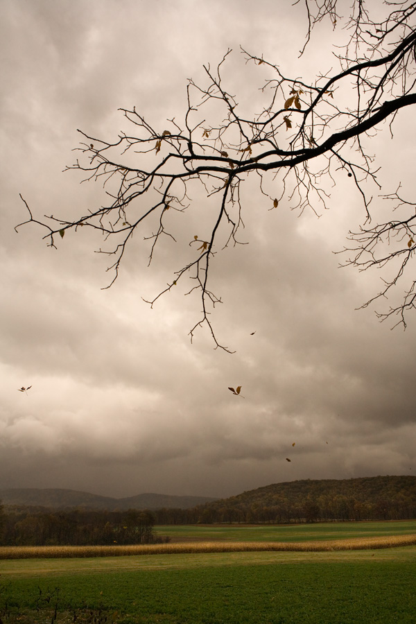 Falling Leaves, Afternoon Storm