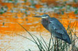 The Great Blue Heron