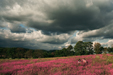 Clouds and Smartweed (<i>Polyganum pensylvanicum</i>)