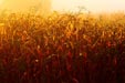 Drying Corn