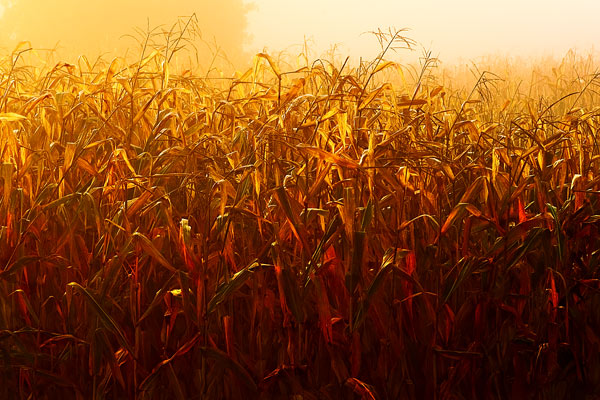 Drying Corn