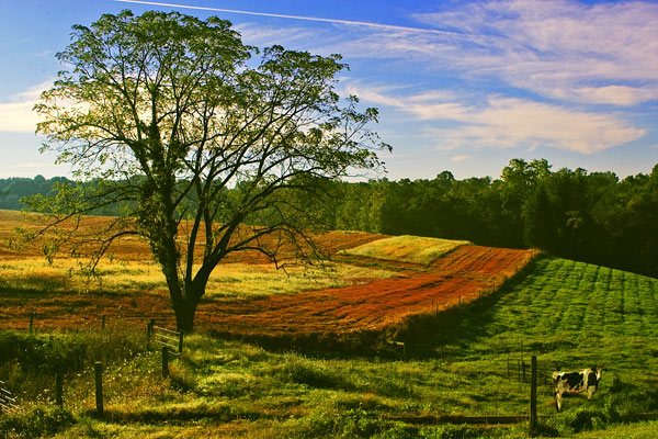 Colorful Field